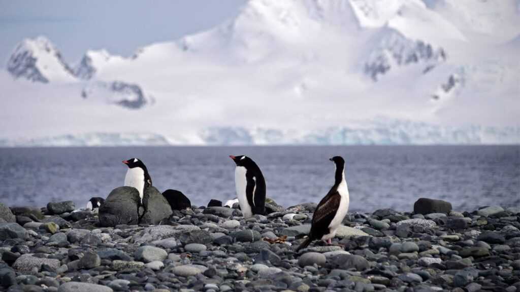 frente-fria-chega-ao-brasil-apos-evento-raro-de-“calor”-na-antartida